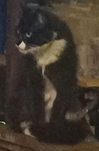 Bobs with a curious expression